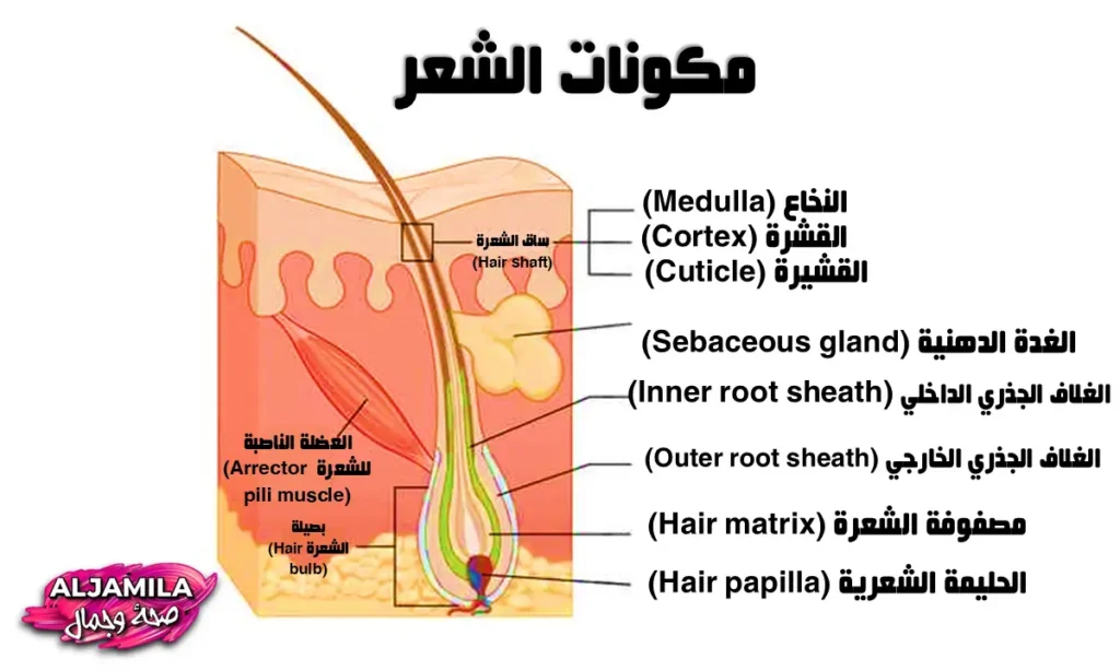 مكونات الشعر